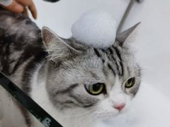 -爱洗澡的猫(天河路店)