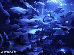 -成都浩海立方海洋公园