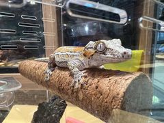 -酷以爬仙阁实体爬宠店·守宫·蜥蜴·专业繁育