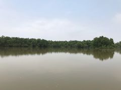 -大湾区中央湿地公园