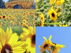 -海心沙亚运公园