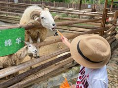 -泉州海丝野生动物世界