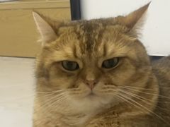 -御宝贝·A梦猫科宠物医院(国际猫友好医院)