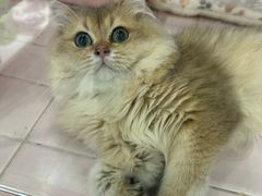 -FAELING PETS美天灵宠物(富力广场店)