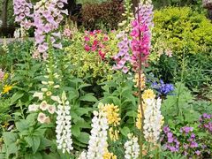 -上海共青森林公园