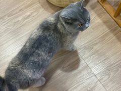 -楼上猫咖(罗湖店)