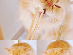 -More Fun猫咖 二十只万元加菲主题