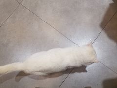 -华州老碗
