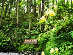 -峡谷浮石林景区