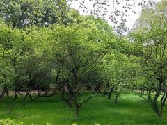 -武汉大学-樱园