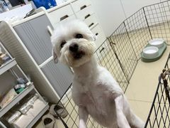 -忠犬公馆(月亮湾店)