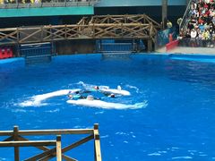 -海合安成都极地海洋公园
