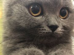 -lincat·猫舍(广州店)