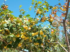 东园景色3-立水桥公园