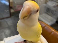 -吉丁鸟咖·异宠·寄养