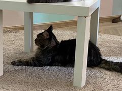 -酷豆宠物咖啡·宠物美食·撸猫馆