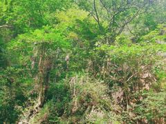 -宁波五龙潭景区