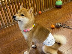 -豆柴町-柴犬主题狗咖(红鼎国际C座店)
