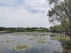 -绿堤公园
