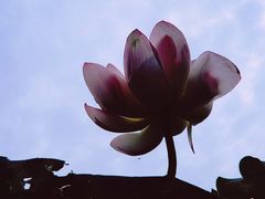 -陈家山荷花公园