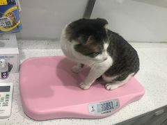 -佳雯宠物医院(金华南路分院)