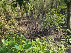 -东寨港红树林旅游区