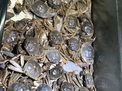 -欢乐牧场海鲜烤肉自助(牡丹园店)