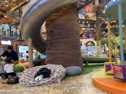 -卡通尼·Safari非洲探索乐园·生日会(金桥国际商业广场店)