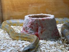 -青石桥花鸟鱼虫市场(叠翠城店)