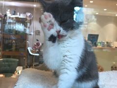 -Pets First伊珊娜洗护·精致美容·家庭式寄养(新会路店)