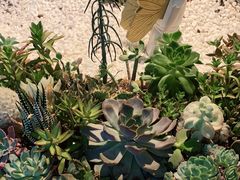 -春树下·树屋花房西餐厅(罍街AS1980店)