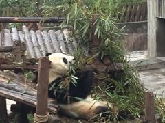 -成都大熊猫繁育研究基地