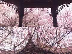 -秀丽东方