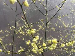 -东天目山风景区