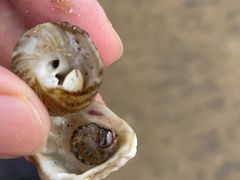 -青岛石老人海水浴场