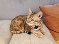 -啵啵喵·猫咖(攀华国际店)