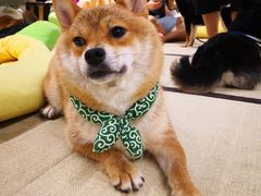 -逗柴咖啡屋·狗咖猫咖宠物桌游