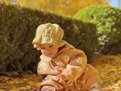 -三里屯东五街银杏大道