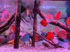 -上海海洋水族馆