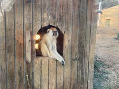 -合肥野生动物园