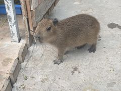 -廊坊固安福朋喜来登酒店