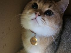-猫在这儿猫咪咖啡馆·撸猫馆
