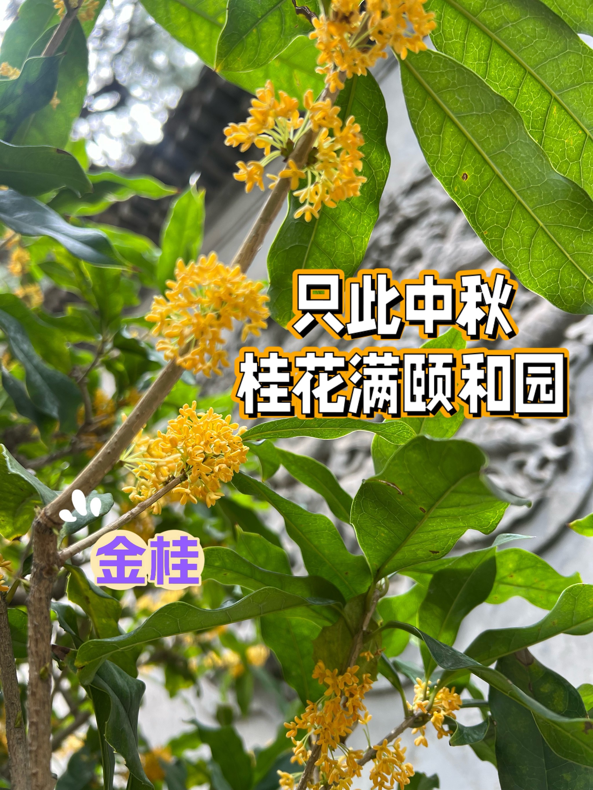 丹桂香颗粒图片