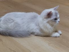 -Meowの猫咖(万家丽店)