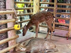 -正佳雨林生态植物园