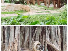 -广州长隆野生动物世界