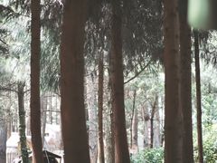 -重庆睡佛山森林公园