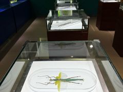 -上海昆虫博物馆