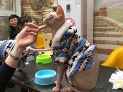 -猫小院猫主题咖啡厅(北锣店)