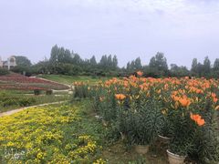 -紫颐香薰山谷景区